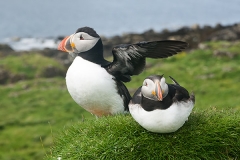 Atlantic Puffin 001