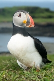 Atlantic Puffin 007