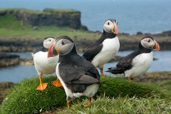 Atlantic Puffin 009