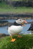 Atlantic Puffin 010