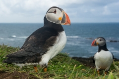 Atlantic Puffin 015