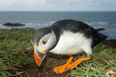Atlantic Puffin 016