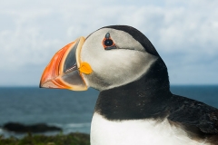 Atlantic Puffin 017