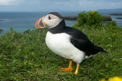 Atlantic Puffin 020