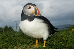 Atlantic Puffin 021