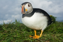 Atlantic Puffin 022
