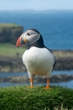 Atlantic Puffin 024