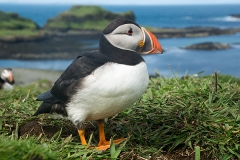 Atlantic Puffin 025