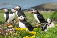 Atlantic Puffin 029