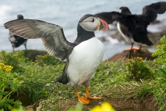 Atlantic Puffin 030