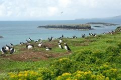Atlantic Puffin 031