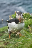 Atlantic Puffin 035