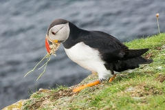 Atlantic Puffin 036