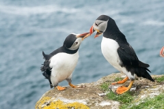 Atlantic Puffin 037