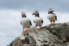 Atlantic Puffin 042