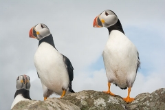 Atlantic Puffin 044