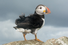 Atlantic Puffin 048
