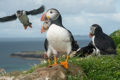 Atlantic Puffin 052