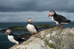 Atlantic Puffin 053