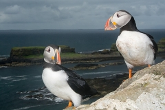Atlantic Puffin 055