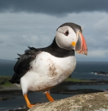 Atlantic Puffin 058