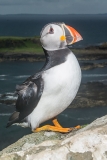Atlantic Puffin 060