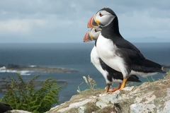 Atlantic Puffin 064