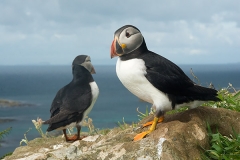 Atlantic Puffin 066