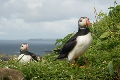 Atlantic Puffin 067