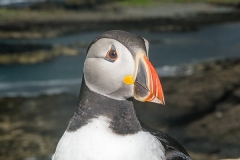 Atlantic Puffin 070