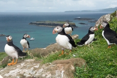 Atlantic Puffin 071