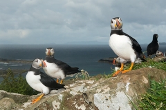 Atlantic Puffin 074