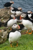 Atlantic Puffin 080