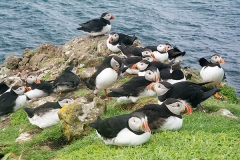 Atlantic Puffin 083