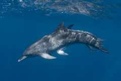 Atlantic Spotted Dolphin 055