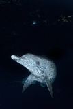 Atlantic Spotted Dolphin 001