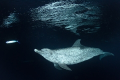 Atlantic Spotted Dolphin 002