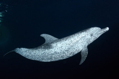 Atlantic Spotted Dolphin 003