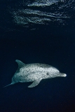 Atlantic Spotted Dolphin 004