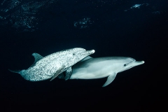 Atlantic Spotted Dolphin 006