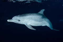 Atlantic Spotted Dolphin 014