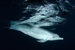 Atlantic Spotted Dolphin 019