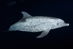 Atlantic Spotted Dolphin 022