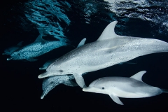 Atlantic Spotted Dolphin 031
