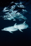 Atlantic Spotted Dolphin 033
