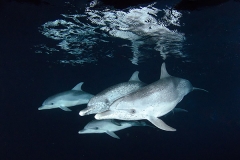 Atlantic Spotted Dolphin 034
