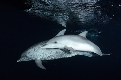 Atlantic Spotted Dolphin 039