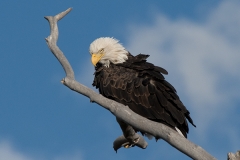 Bald Eagle 004