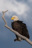 Bald Eagle 006