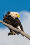 Bald Eagle 009